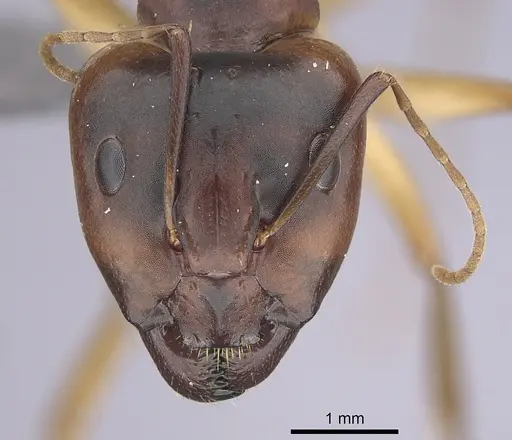 Camponotus atlantis specimen CASENT0249810 image casent0249810_2