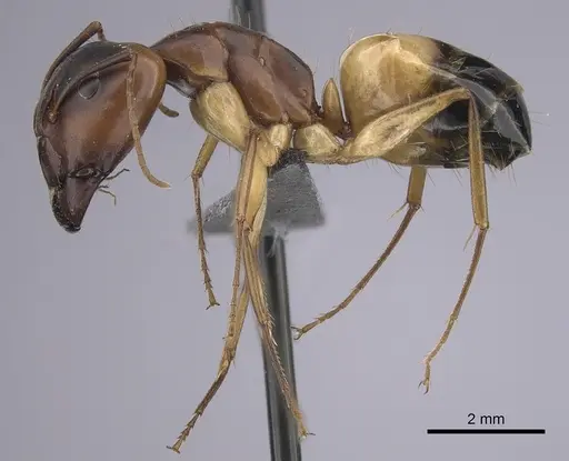 Camponotus atlantis specimen CASENT0249810 image casent0249810_3