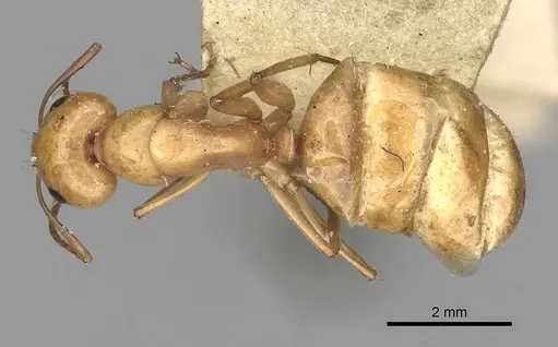 Camponotus atlantis specimen CASENT0249891 image casent0249891_1