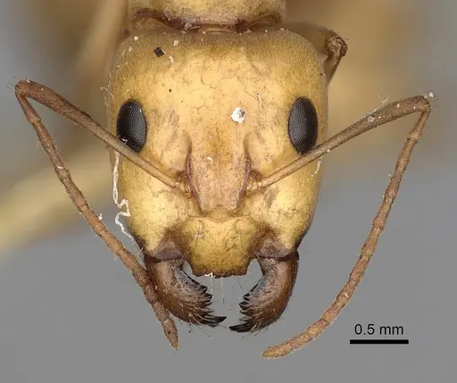 Camponotus atlantis specimen CASENT0249891 image casent0249891_2