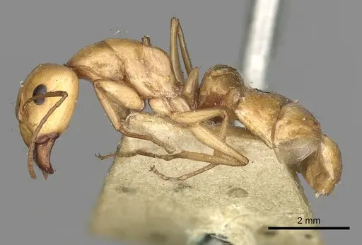 Camponotus atlantis specimen CASENT0249891 image casent0249891_3