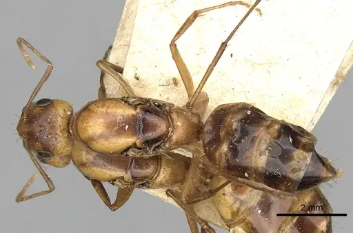 Camponotus atlantis specimen CASENT0249894 image casent0249894_1