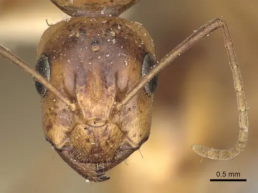 Camponotus atlantis specimen CASENT0249894 image casent0249894_2