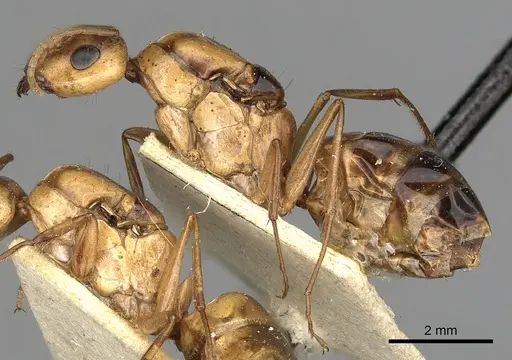 Camponotus atlantis specimen CASENT0249894 image casent0249894_3