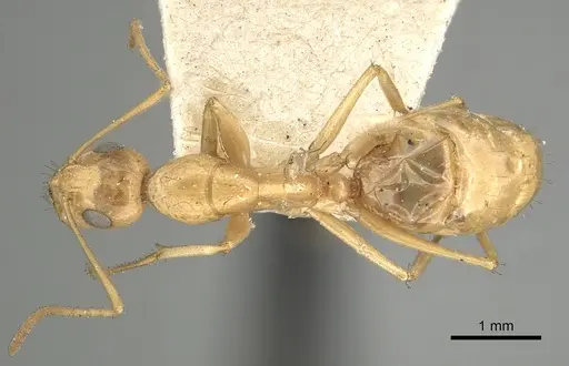 Camponotus atlantis specimen CASENT0249896 image casent0249896_1