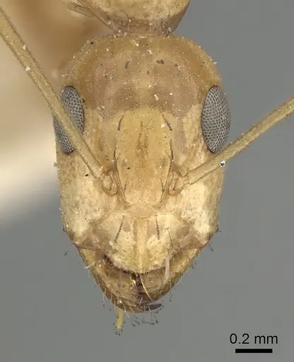 Camponotus atlantis specimen CASENT0249896 image casent0249896_2