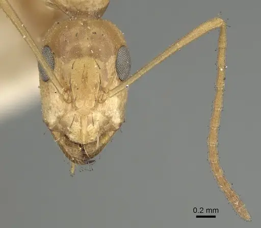 Camponotus atlantis specimen CASENT0249896 image casent0249896_3