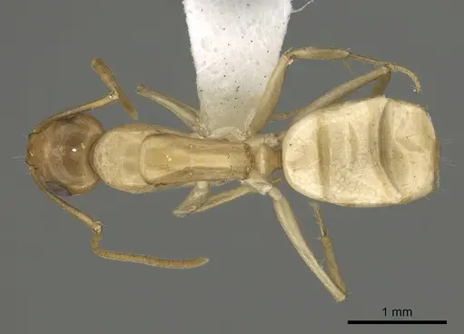 Camponotus atlantis specimen CASENT0249967 image casent0249967_1