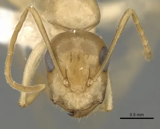 Camponotus atlantis specimen CASENT0249967 image casent0249967_2