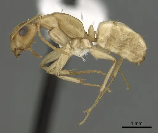 Camponotus atlantis specimen CASENT0249967 image casent0249967_3
