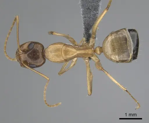 Camponotus atlantis specimen CASENT0264309 image casent0264309_1