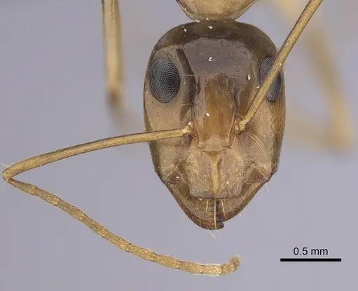 Camponotus atlantis specimen CASENT0264309 image casent0264309_2