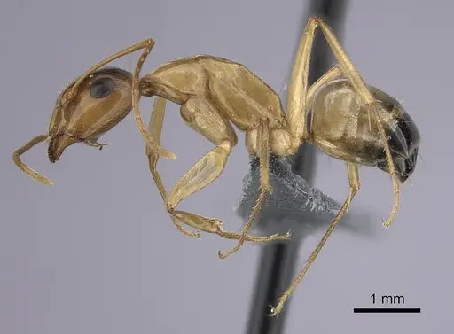 Camponotus atlantis specimen CASENT0264309 image casent0264309_3