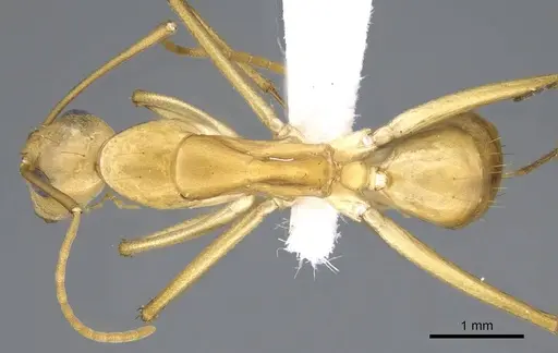 Camponotus atlantis specimen CASENT0746633 image casent0746633_1