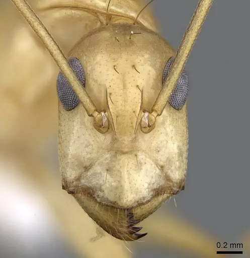 Camponotus atlantis specimen CASENT0746633 image casent0746633_2