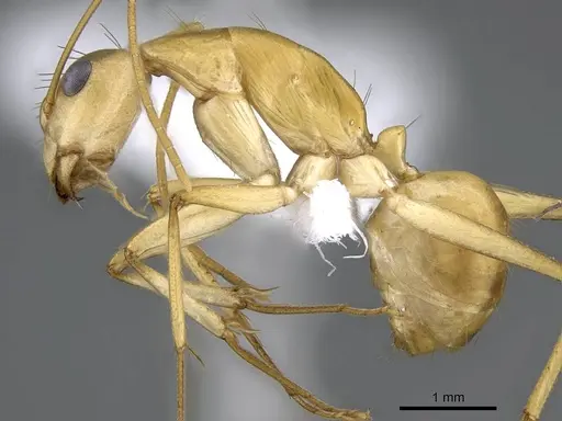 Camponotus atlantis specimen CASENT0746633 image casent0746633_3