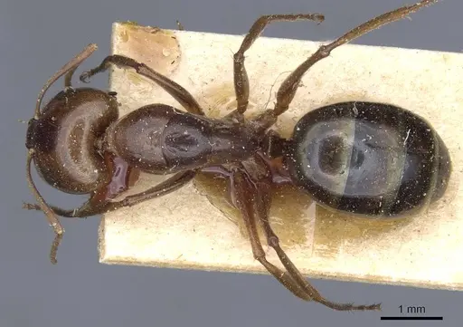 Camponotus atlantis specimen CASENT0905320 image casent0905320_1