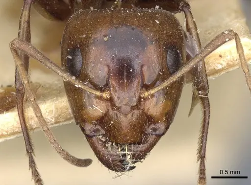 Camponotus atlantis specimen CASENT0905320 image casent0905320_2