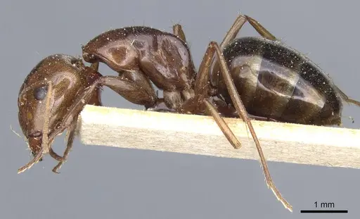 Camponotus atlantis specimen CASENT0905320 image casent0905320_3