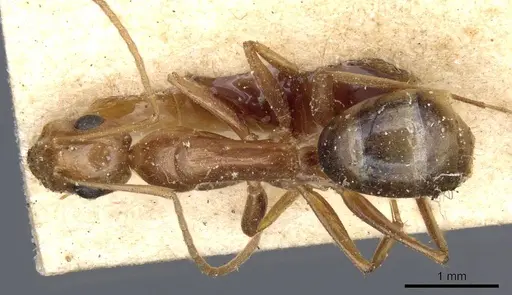 Camponotus atlantis specimen CASENT0905321 image casent0905321_1