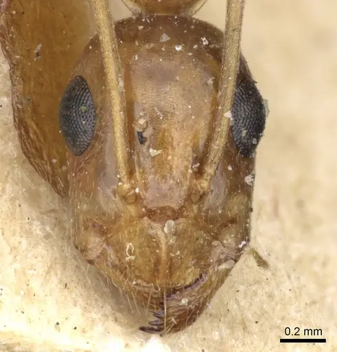 Camponotus atlantis specimen CASENT0905321 image casent0905321_2