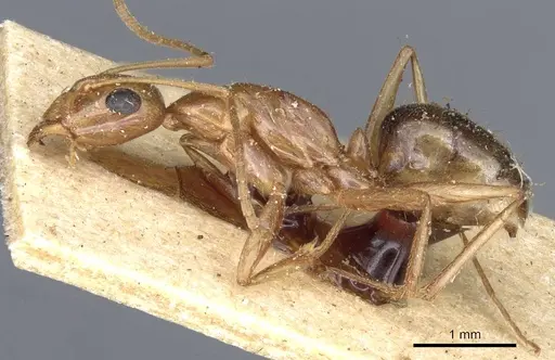Camponotus atlantis specimen CASENT0905321 image casent0905321_3