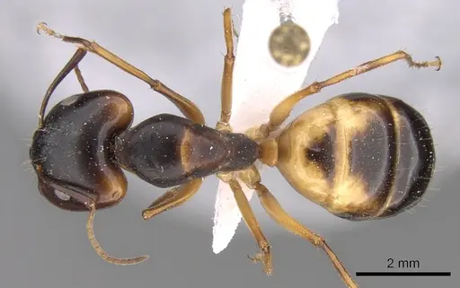 Camponotus atlantis specimen CASENT0906446 image casent0906446_1