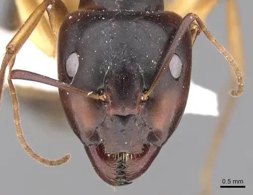 Camponotus atlantis specimen CASENT0906446 image casent0906446_2