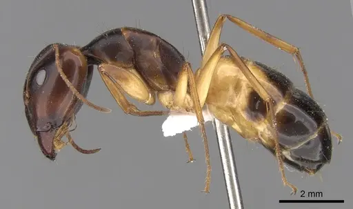 Camponotus atlantis specimen CASENT0906446 image casent0906446_3