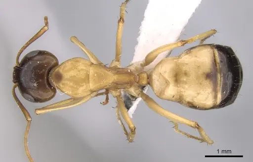 Camponotus atlantis specimen CASENT0906447 image casent0906447_1