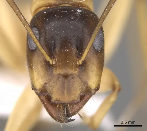 Camponotus atlantis specimen CASENT0906447 image casent0906447_2
