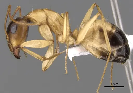 Camponotus atlantis specimen CASENT0906447 image casent0906447_3