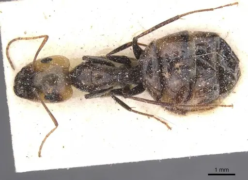 Camponotus atlantis specimen CASENT0911906 image casent0911906_1