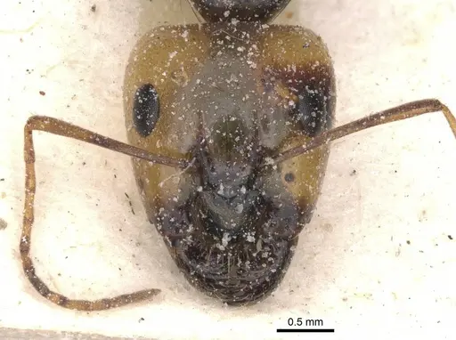 Camponotus atlantis specimen CASENT0911906 image casent0911906_2