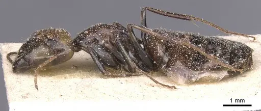 Camponotus atlantis specimen CASENT0911906 image casent0911906_3