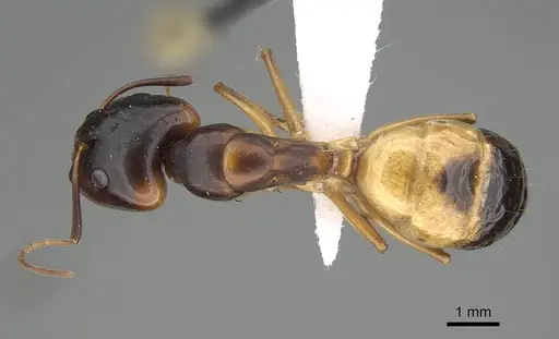 Camponotus atlantis specimen CASENT0919819 image casent0919819_1