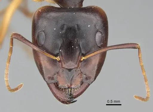Camponotus atlantis specimen CASENT0919819 image casent0919819_2