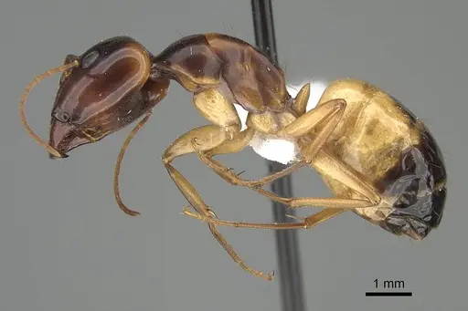 Camponotus atlantis specimen CASENT0919819 image casent0919819_3