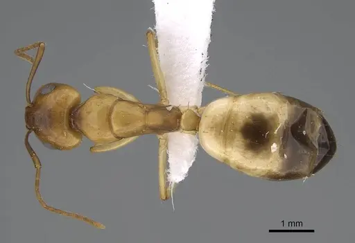 Camponotus atlantis specimen CASENT0922264 image casent0922264_1