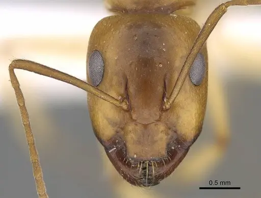 Camponotus atlantis specimen CASENT0922264 image casent0922264_2