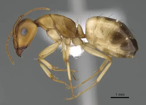Camponotus atlantis specimen CASENT0922264 image casent0922264_3