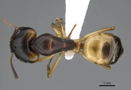 Camponotus atlantis specimen CASENT0922265 image casent0922265_1