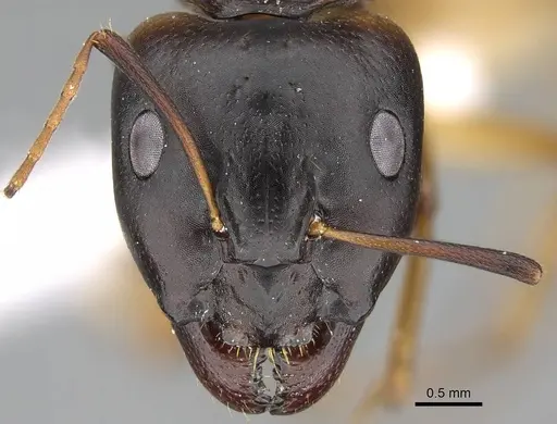Camponotus atlantis specimen CASENT0922265 image casent0922265_2