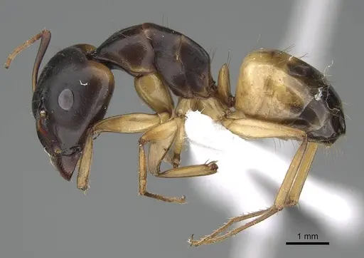 Camponotus atlantis specimen CASENT0922265 image casent0922265_3