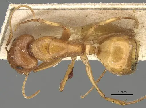 Camponotus atlantis specimen CASENT0922417 image casent0922417_1