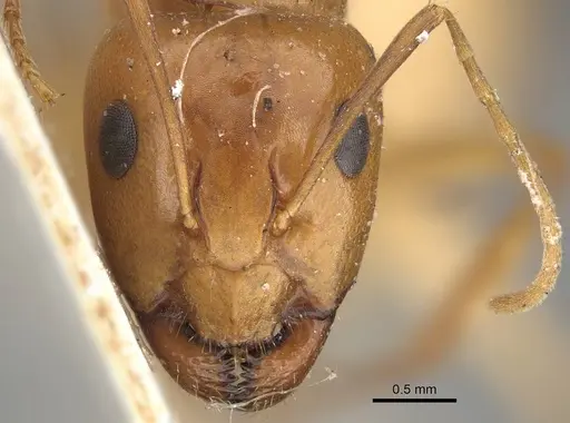 Camponotus atlantis specimen CASENT0922417 image casent0922417_2