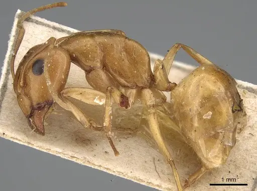 Camponotus atlantis specimen CASENT0922417 image casent0922417_3