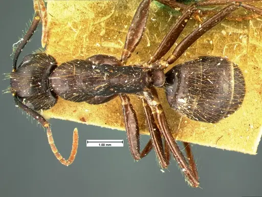 Camponotus atriceps specimen CASENT0105548 image casent0105548_1