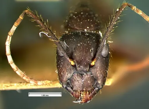 Camponotus atriceps specimen CASENT0105548 image casent0105548_2