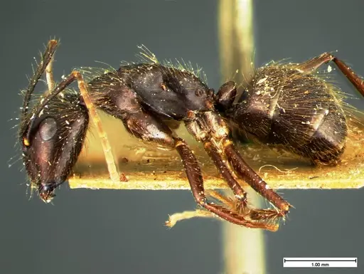Camponotus atriceps specimen CASENT0105548 image casent0105548_3
